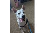Adopt Mocha a White - with Tan, Yellow or Fawn Shepherd (Unknown Type) dog in