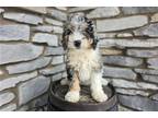 Mutt Puppy for sale in Fort Wayne, IN, USA