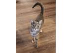Adopt Carnation a Gray, Blue or Silver Tabby Domestic Shorthair (short coat) cat