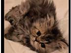 Persians And Himalayan Kittens