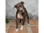 Adopt Scooters a Gray/Silver/Salt & Pepper - with Black Pit Bull Terrier / Mixed