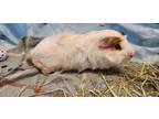 Adopt Kenickie a White Guinea Pig / Mixed small animal in Cedar Hill