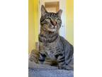 Adopt Dino a Gray or Blue Domestic Shorthair / Domestic Shorthair / Mixed cat in