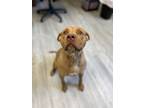 Adopt Kiwi a Brown/Chocolate American Pit Bull Terrier / Mixed dog in South