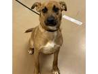 Adopt scooby a Brown/Chocolate Mixed Breed (Medium) / Mixed dog in Gadsden