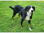 Adopt Caroline a Black Greater Swiss Mountain Dog / Mixed dog in Fairfax