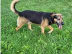 Adopt Barney a Black Beagle / Mixed dog in Fairfax, VA (38943687)