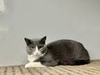 Adopt Duck a Gray or Blue Domestic Shorthair / Domestic Shorthair / Mixed cat in