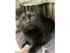 Adopt Sultan a Domestic Short Hair