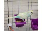 Adopt Ciel a Parakeet (Other), Finch