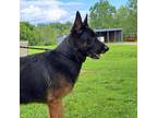Adopt Ozzie Pawsbourne a Black German Shepherd Dog / Mixed dog in Ballston Spa