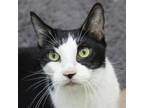 Adopt Kit Kat a Domestic Short Hair