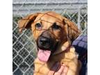 Adopt Annabelle a Brown/Chocolate Mixed Breed (Medium) / Mixed dog in