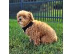 Adopt Endora a Poodle (Miniature) / Mixed dog in Cincinnati, OH (38760991)
