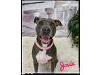 Adopt Jovie a Gray/Silver/Salt & Pepper - with White Mixed Breed (Medium) /