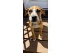 Adopt Bourbon - Meet Me In Ardsley, NY on April 27th a Beagle, Pit Bull Terrier