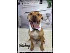 Adopt Rickey a Brown/Chocolate - with White Mixed Breed (Medium) / Mixed dog in