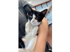 Adopt Piglet a All Black Domestic Shorthair / Domestic Shorthair / Mixed cat in