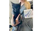 Adopt Trespass a All Black Domestic Shorthair / Domestic Shorthair / Mixed cat