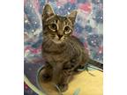 Adopt Mopsy a Brown or Chocolate Domestic Shorthair / Domestic Shorthair / Mixed