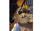 Adopt Princess a Brindle American Staffordshire Terrier dog in Midland