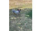 Adopt Ghost a Gray/Blue/Silver/Salt & Pepper Australian Cattle Dog / Mixed dog