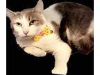 Adopt Billie a White Domestic Shorthair / Domestic Shorthair / Mixed cat in
