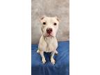 Adopt Nashira a White American Pit Bull Terrier / Mixed dog in Cedar Hill