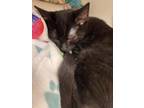 Adopt Francesca a All Black Domestic Shorthair / Domestic Shorthair / Mixed cat