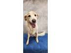 Adopt Bella a White Labrador Retriever / German Shepherd Dog / Mixed dog in