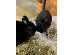 Adopt Xia - Bonded to Bunny Boo a Black Dwarf / Mixed rabbit in Lewiston