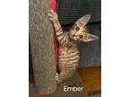 Adopt Ember a All Black Domestic Shorthair / Domestic Shorthair / Mixed cat in