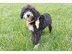 Adopt Checkers a Standard Poodle, Mixed Breed