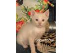 Adopt Snowflame a Orange or Red Siamese / Domestic Shorthair / Mixed cat in