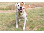 Adopt Zeus a American Staffordshire Terrier, Mixed Breed