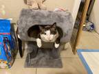 Adopt Cassius a Gray or Blue Siamese / Mixed (medium coat) cat in Miami