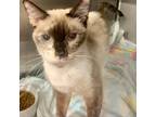 Adopt Snowshoe a Calico or Dilute Calico Domestic Shorthair / Mixed cat in