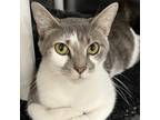 Adopt Miss Sandy a Gray or Blue Domestic Shorthair / Mixed cat in Cumming