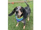 Adopt Chief HW+ a Bluetick Coonhound, Mixed Breed