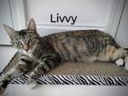 Adopt livvy a Brown or Chocolate Domestic Shorthair / Domestic Shorthair / Mixed