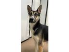 Adopt Sweetie a German Shepherd Dog / Husky / Mixed dog in Genoa, IL (38865933)