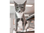 Adopt A1 a Gray or Blue Russian Blue / Domestic Shorthair / Mixed cat in New