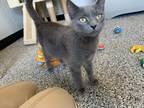 Adopt Missy a Gray or Blue Domestic Shorthair / Domestic Shorthair / Mixed cat