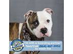 Adopt Graham a Pit Bull Terrier