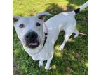 Adopt Winks/buddy a American Staffordshire Terrier
