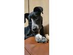 Adopt JWoww a Black - with White Border Collie / Mixed dog in Columbus