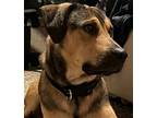 Adopt Magnus a Brown/Chocolate - with Black Mutt / Mixed dog in Fulshear