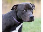 Adopt Bradley a Black American Pit Bull Terrier / Mixed dog in Westampton