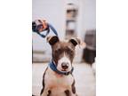 Adopt 72226a Marly a American Staffordshire Terrier, Mixed Breed