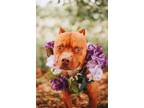 Adopt 72425a Fuddy Duddy a American Staffordshire Terrier, Mixed Breed